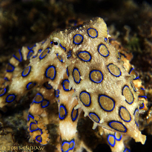 "In the shadows" Blue Ring Octopus D200 60mm +2 diopter by Debi Henshaw 